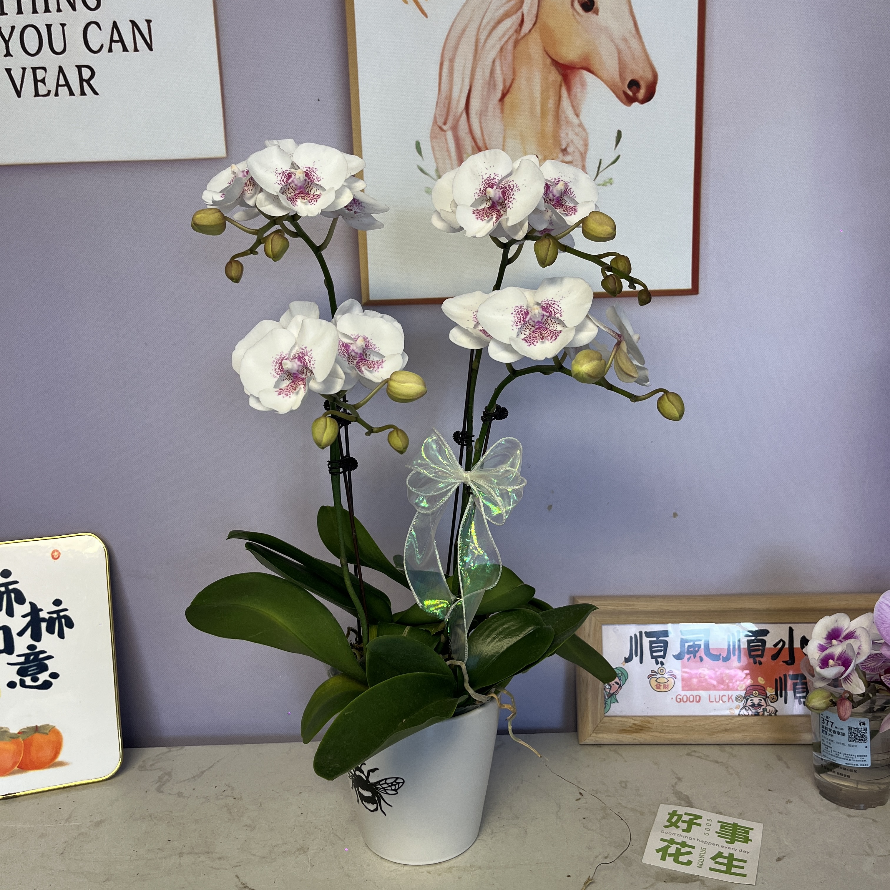 A19[爱琴海]精品蝴蝶兰、基地直发、室内花卉、爆根、花期长、年宵花