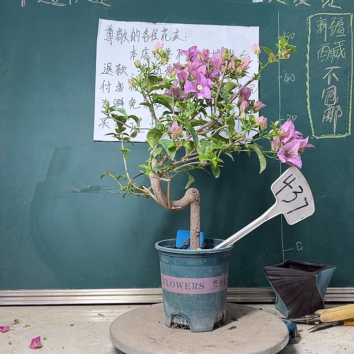 完全开放  造型 巴西紫  437