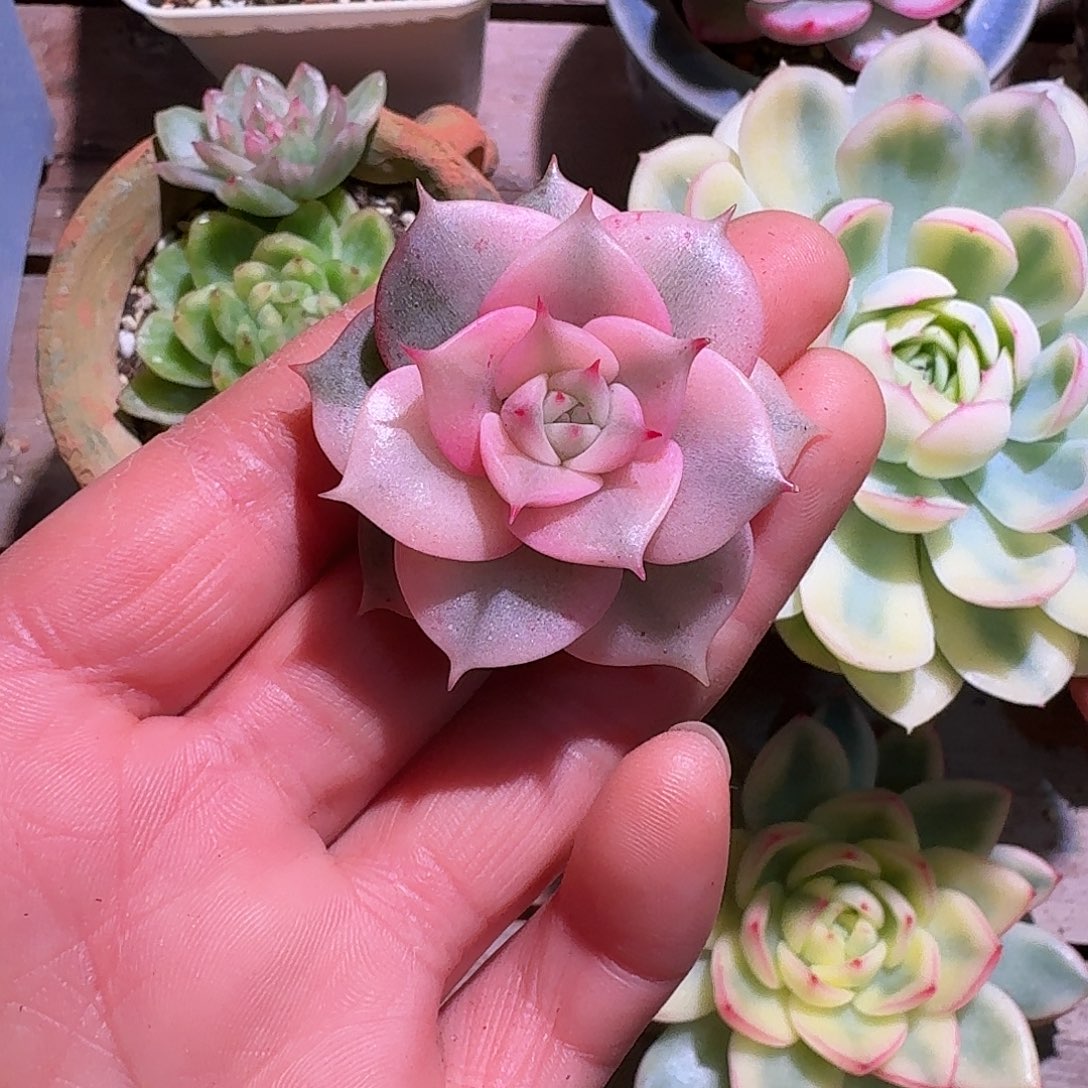 贝加尔湖锦多肉多肉