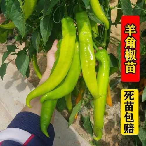 大果羊角椒秧苗特大牛角椒超长羊角椒青椒辣椒种苗高产春季蔬菜苗