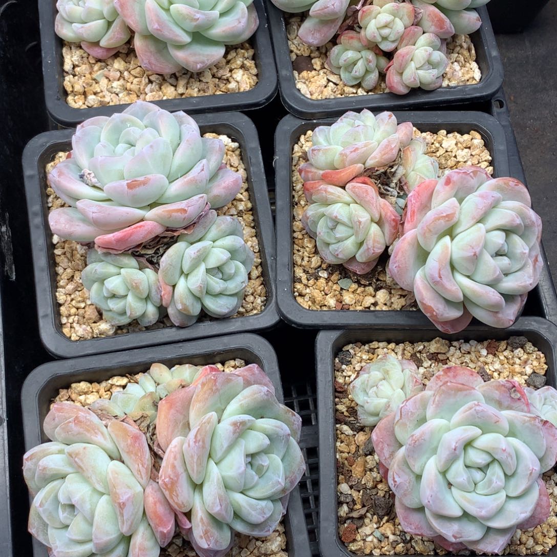 1207-10 老桩冰玉套餐