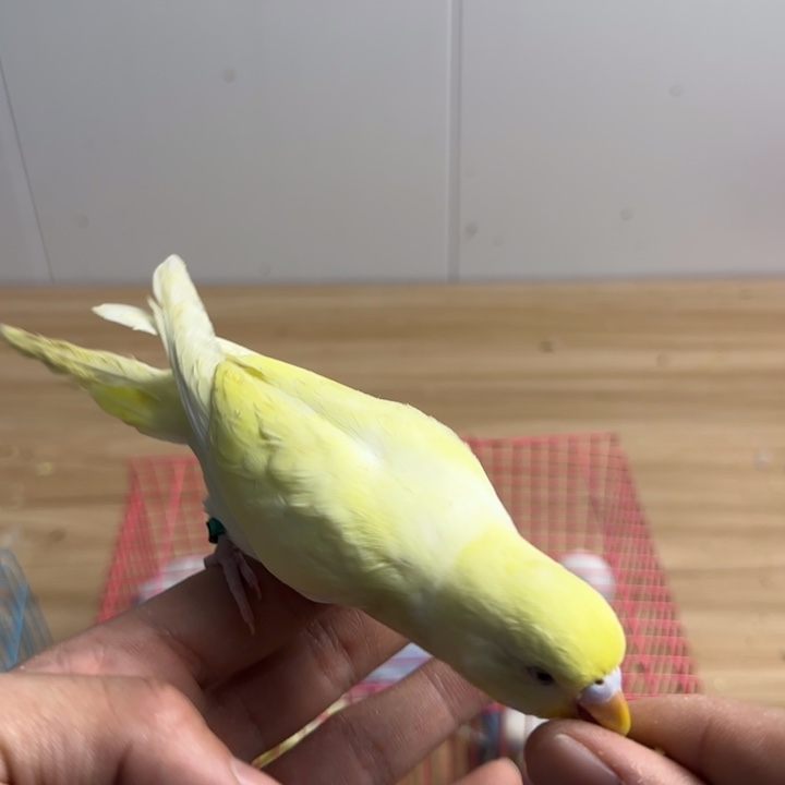 虎皮鹦鹉手养鹦鹉