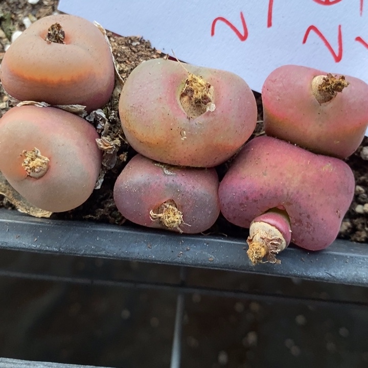 29219一组一组一组