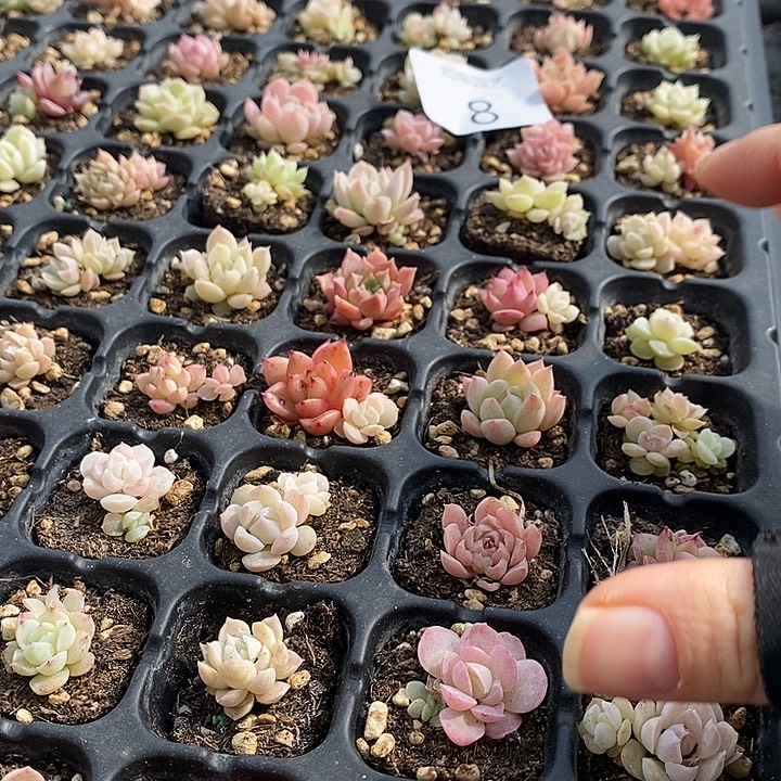 8 多肉植物盆栽花卉