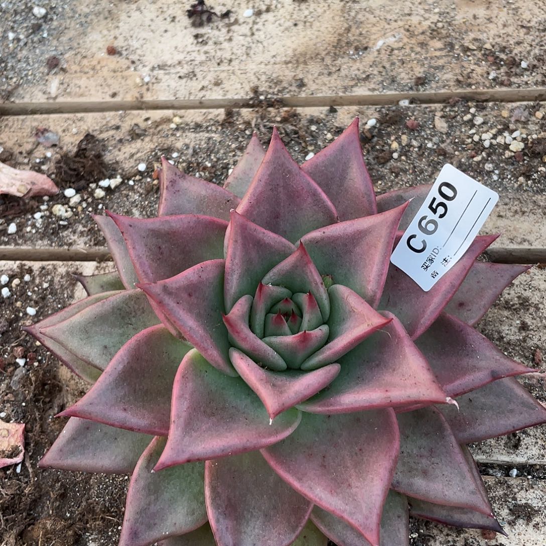 狐***我若如东云单拍C650