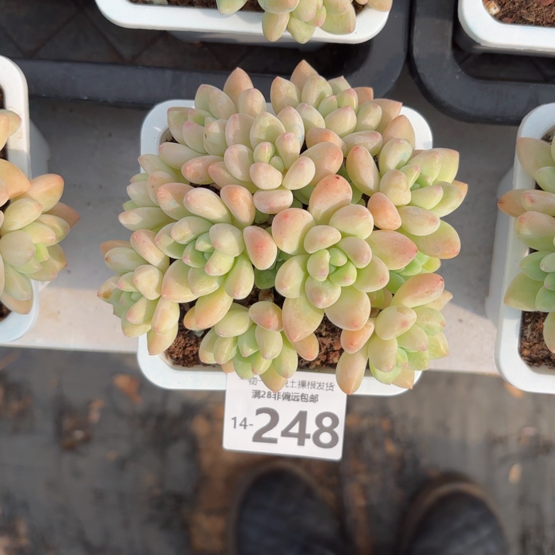 淇*妹奶酪蛋糕一物一拍