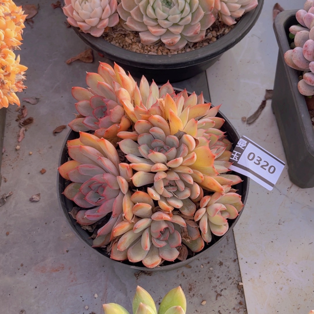 猎户座多肉植物0320