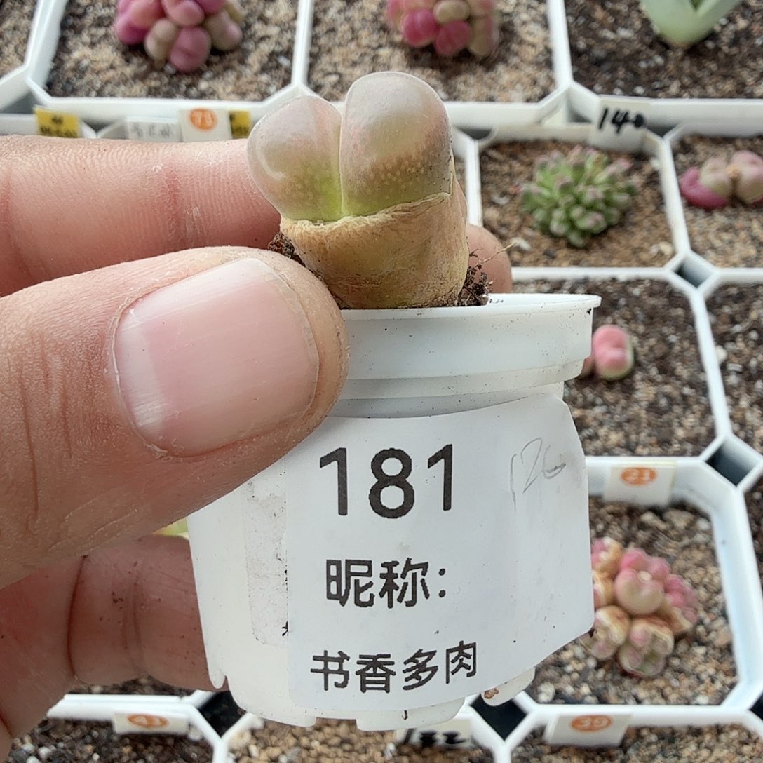 多肉植物多肉植物