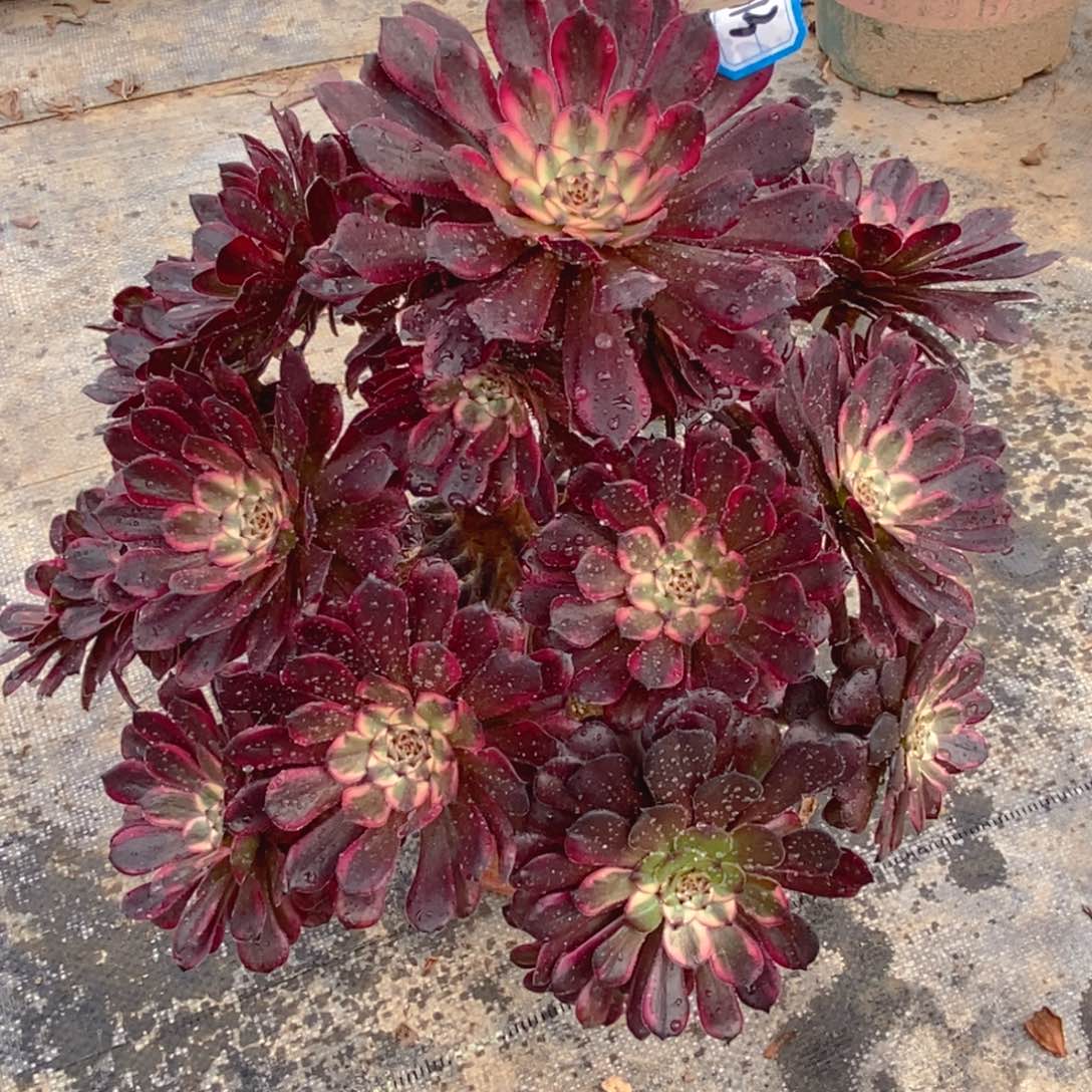 613黑金刚多肉法师