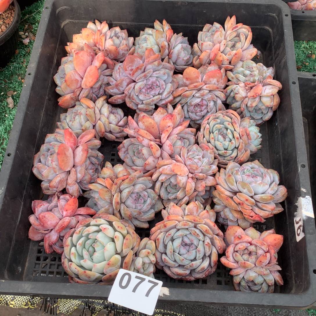 077橙梦露多肉组合