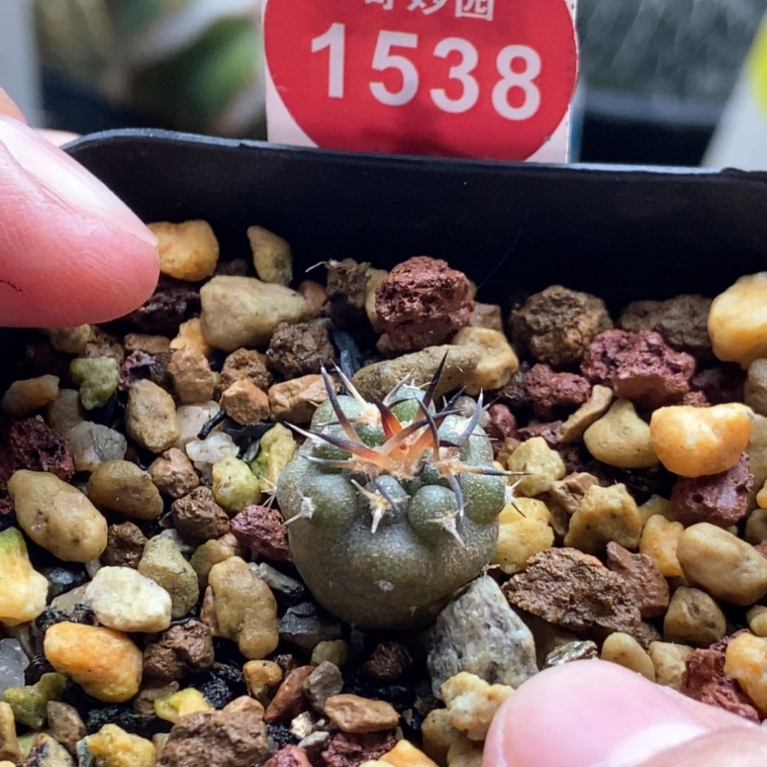 实生逆豹头1.6cm