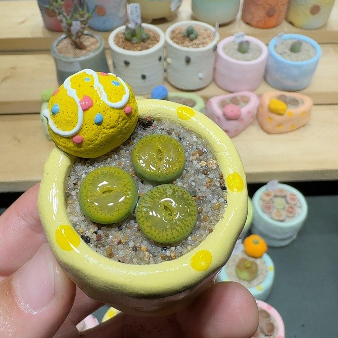 红陶蘑菇849绿宝石