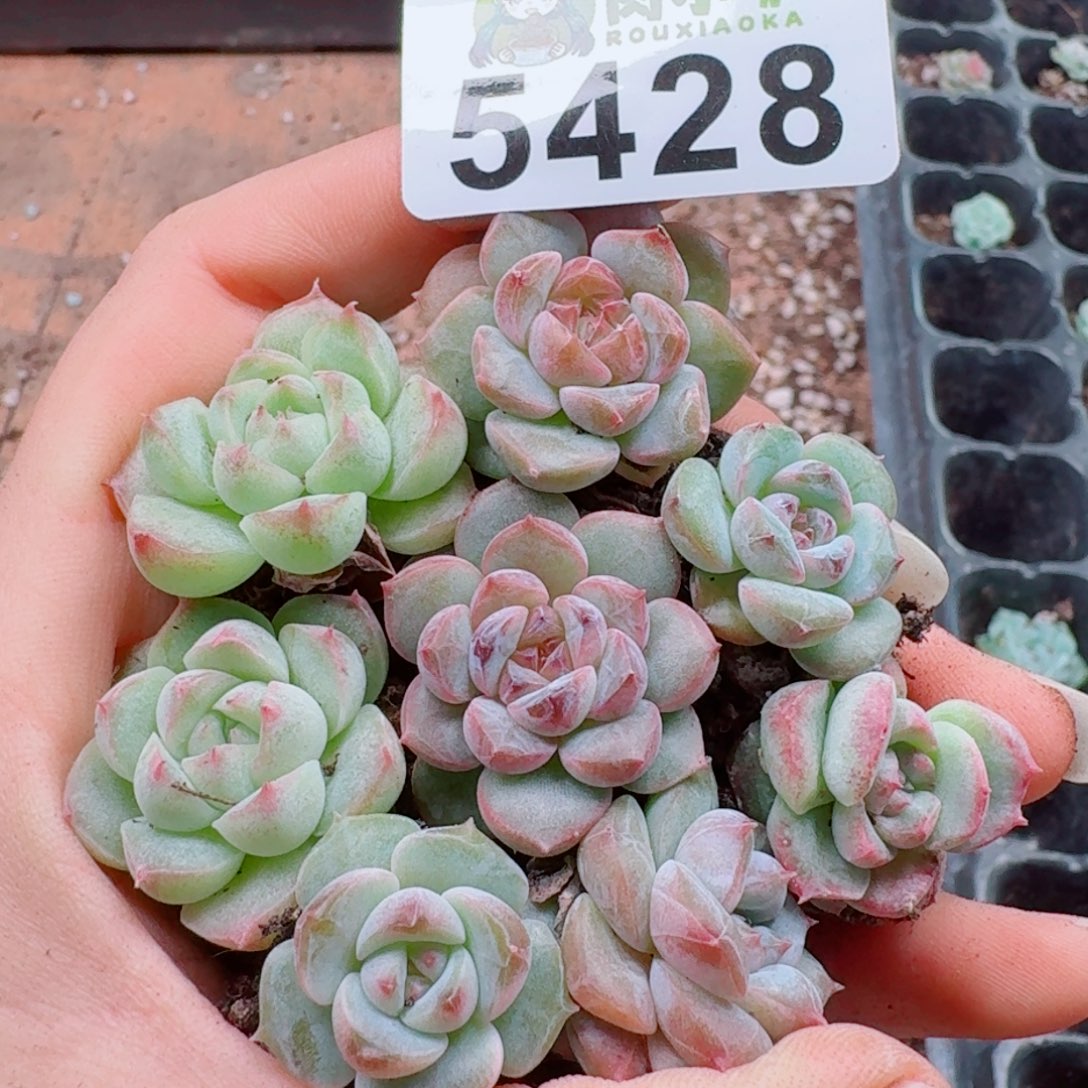 多肉植物多肉植物