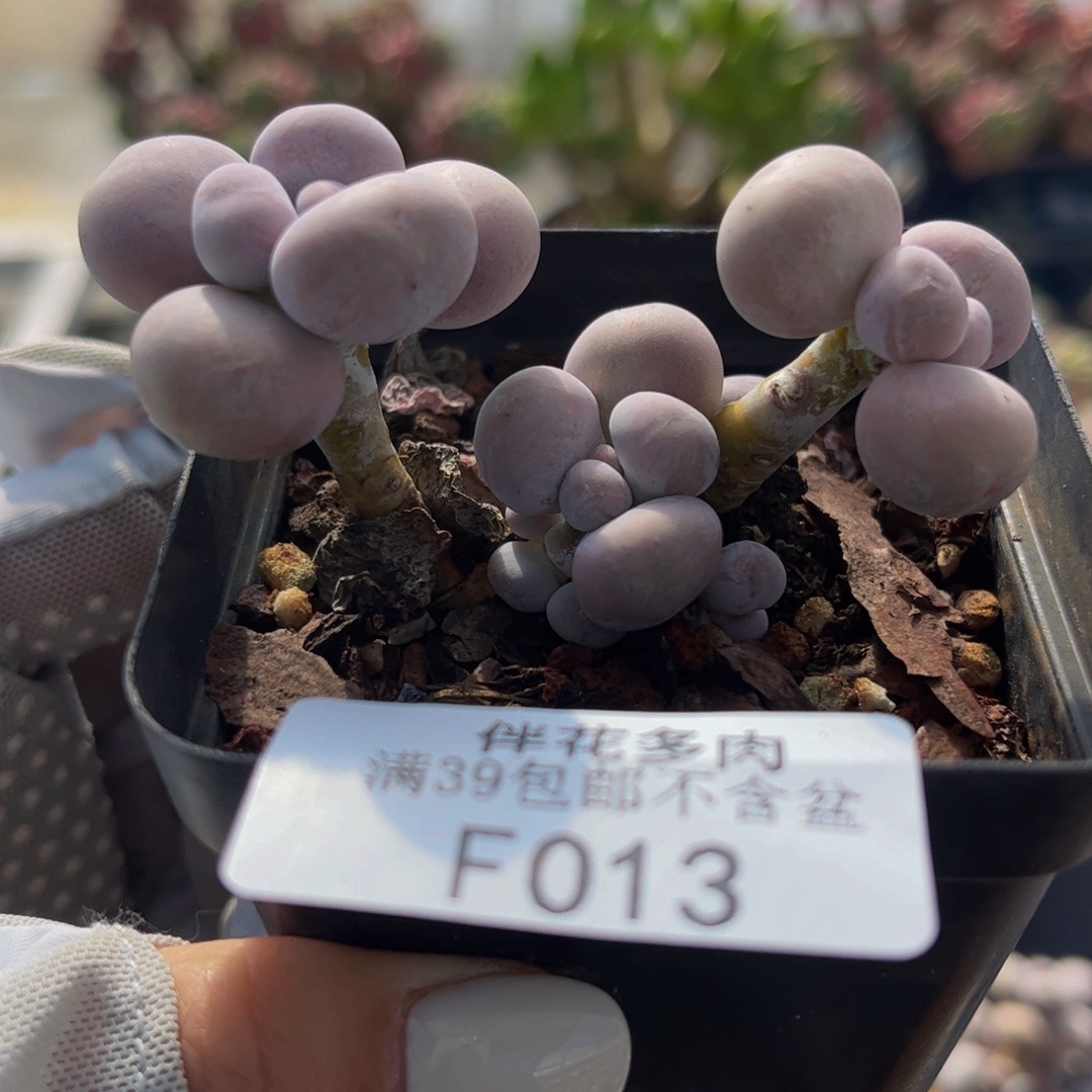 013-橙奶多肉5cm多肉