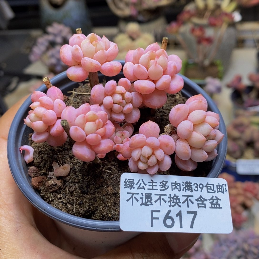 617萌豆多肉不包整