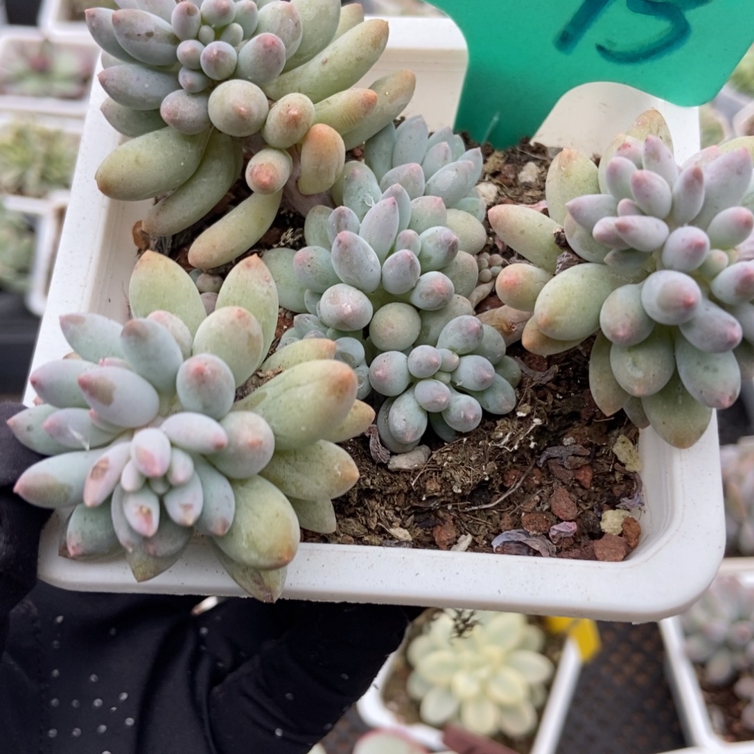 1593婴儿手指多肉植物