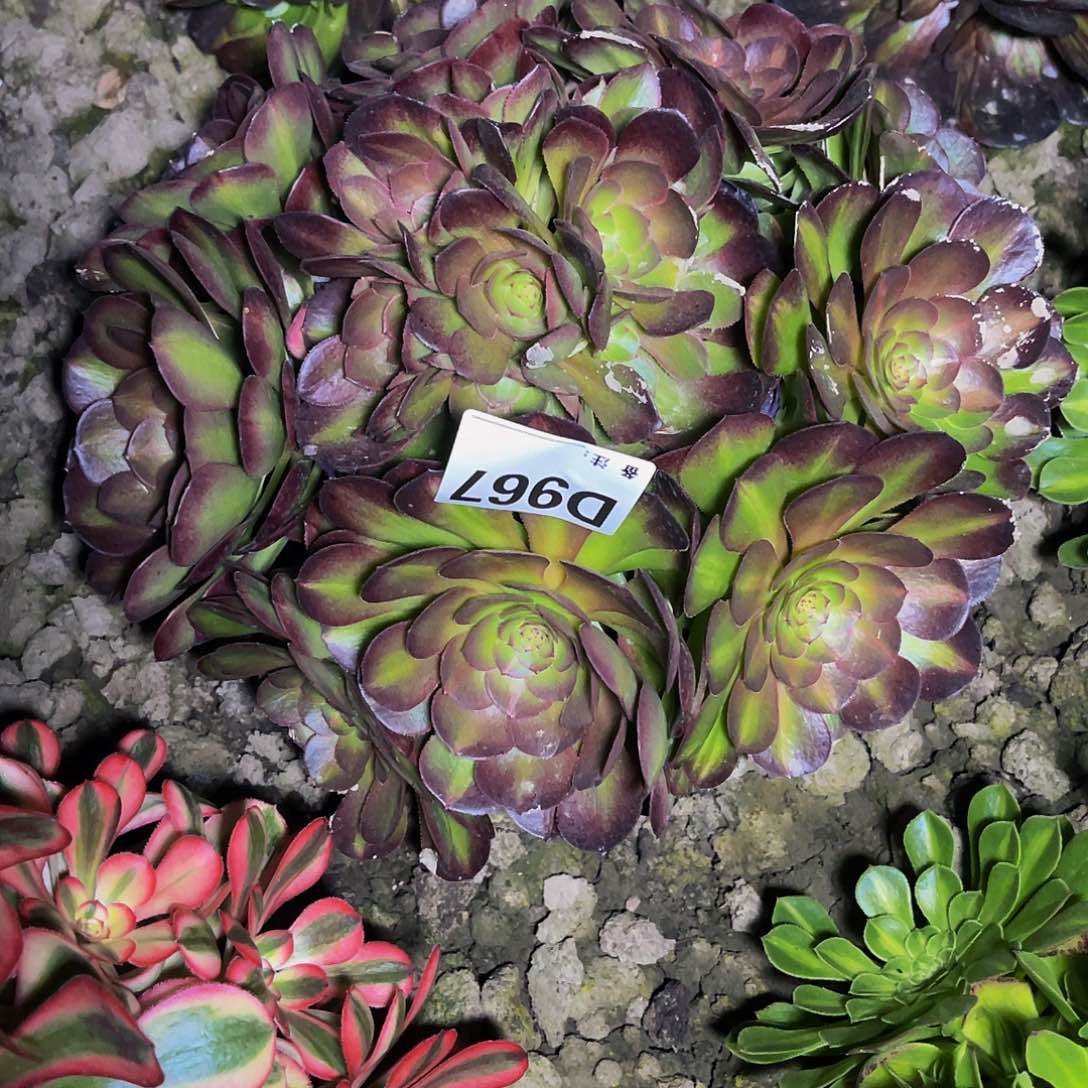 抹茶法师26/-13包邮