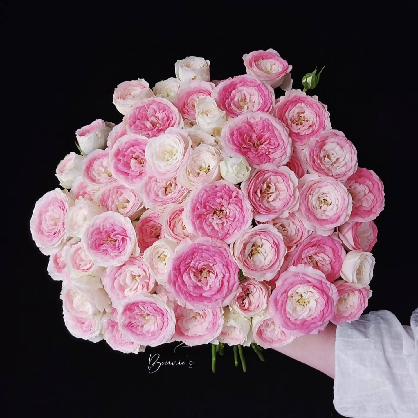 两单包邮！多头【午夜魔法】玫瑰