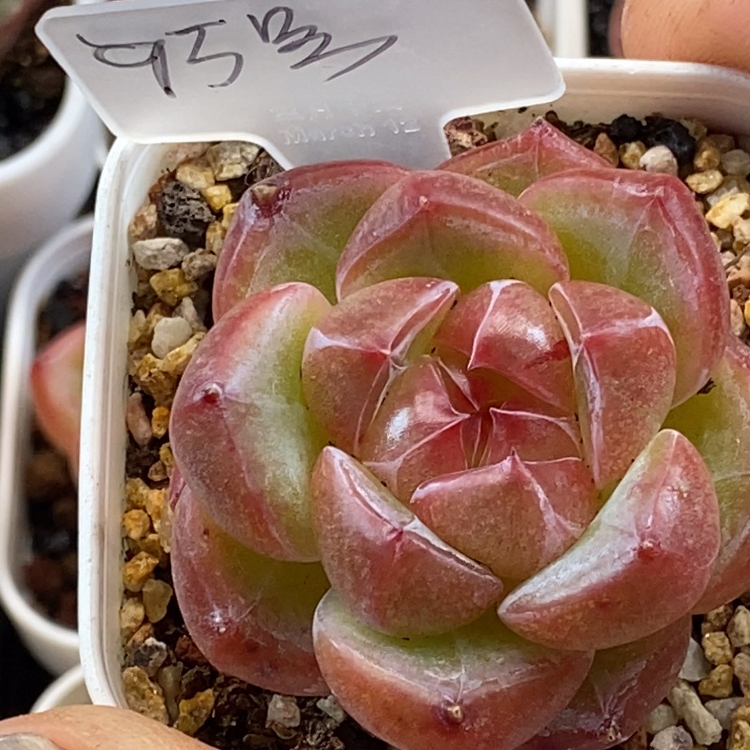 天官赐福百无禁忌