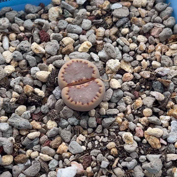 9183净窗粉饼干1尺寸1.5