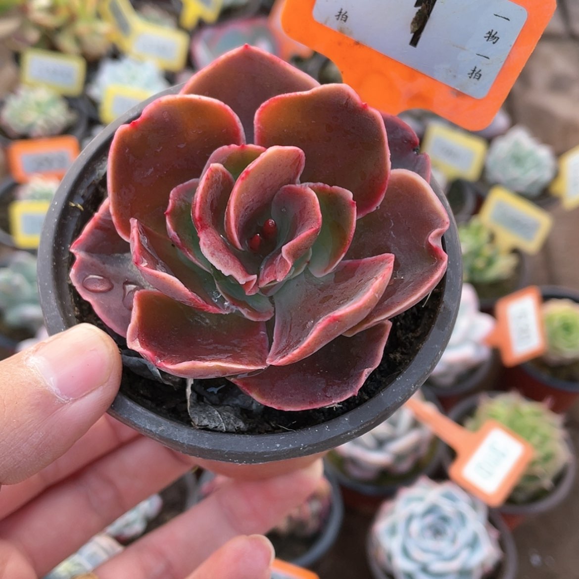 【闪购商品】1号的