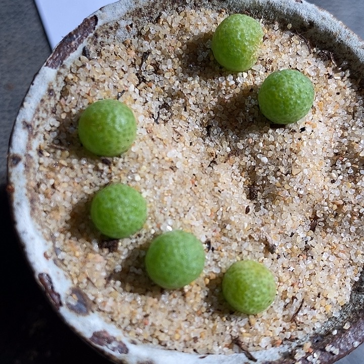 31338。  一颗玉米。    