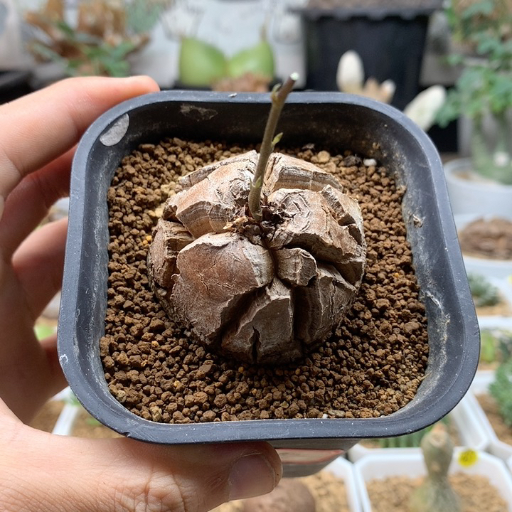 南非龟甲龙福利带盆4.9cm