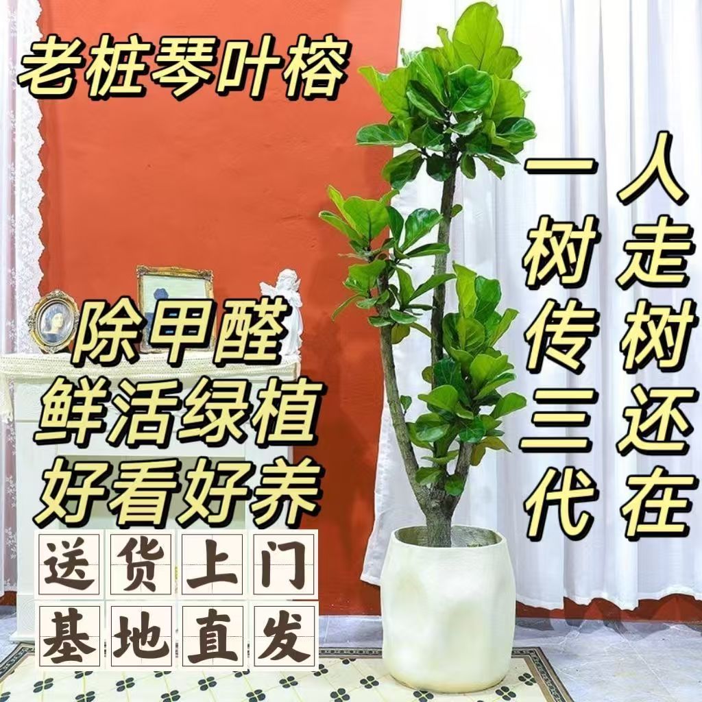 琴叶榕盆栽老桩多杆大叶榕树四季常青室内吸甲醛客厅大型植物绿植