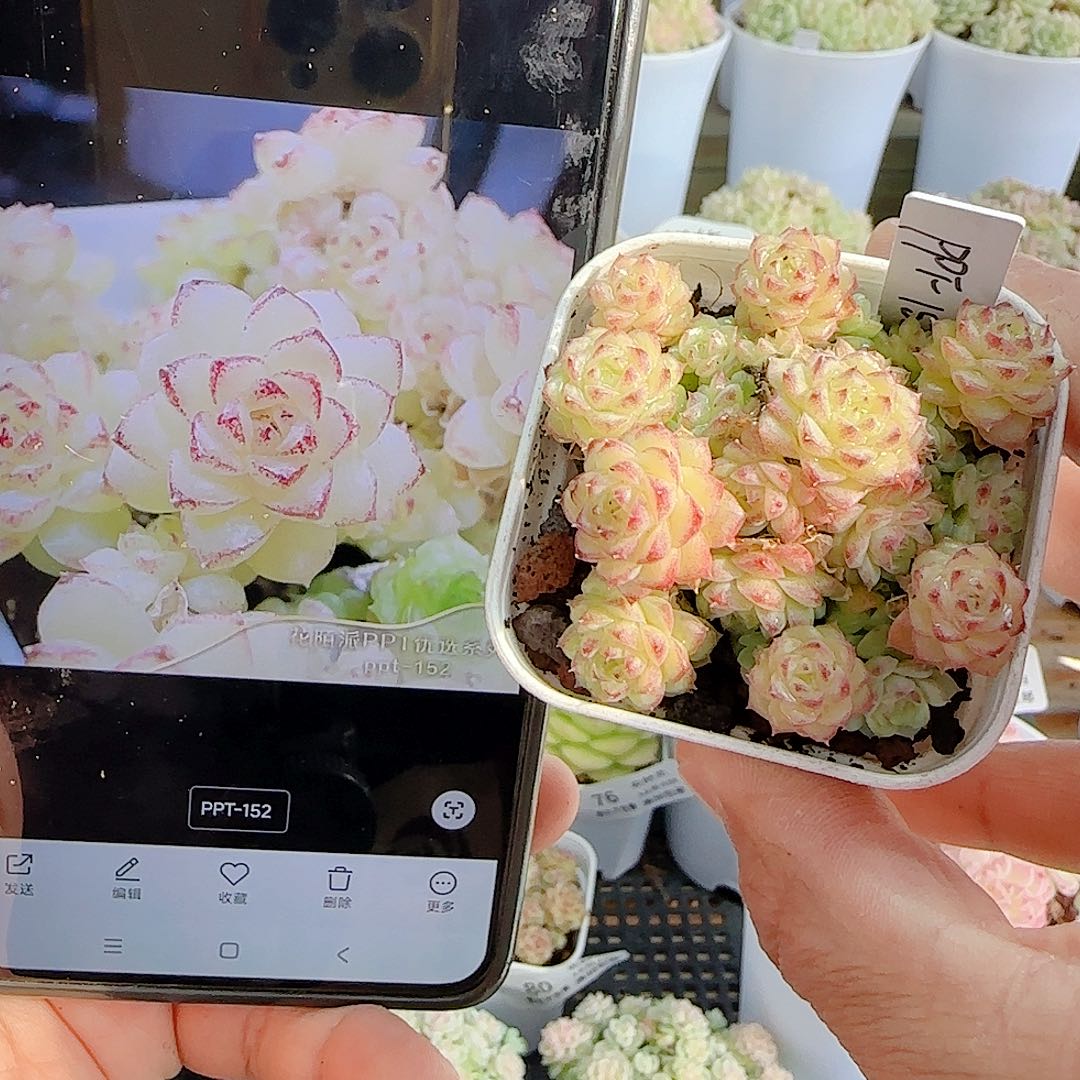 馨***）1204-81（ppt-152）优选