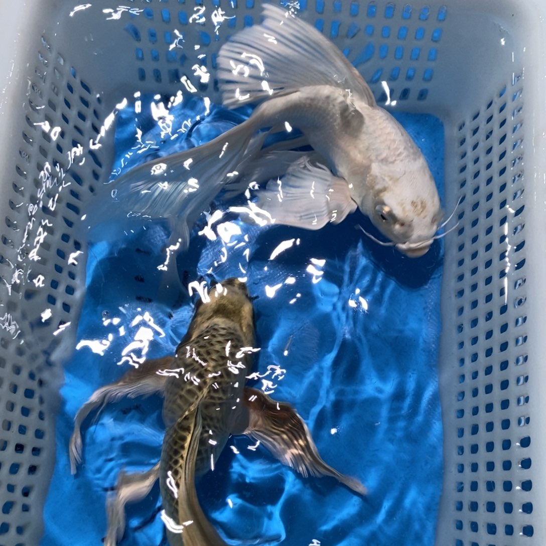 锦鲤锦鲤包邮包售后