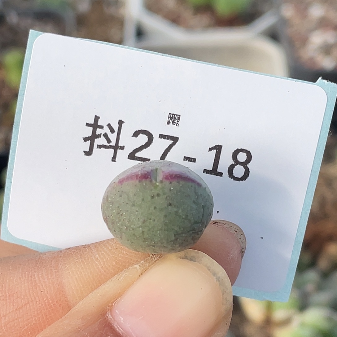 27-18肉锥ssg比卡丘肉锥