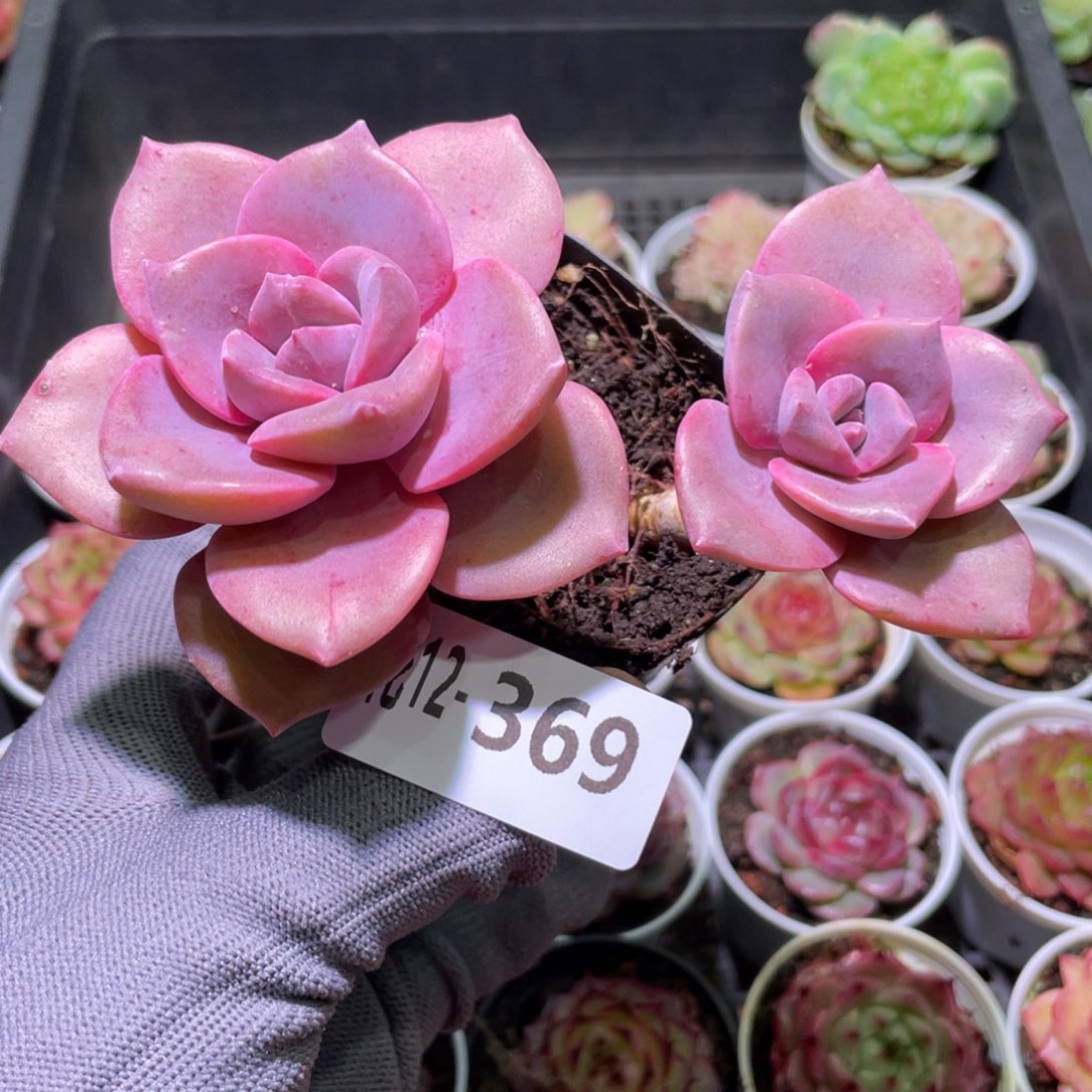 花利美12-369彩虹糖