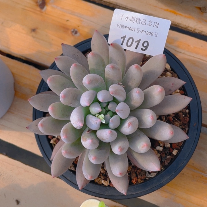 谢谢你的支持00000001019