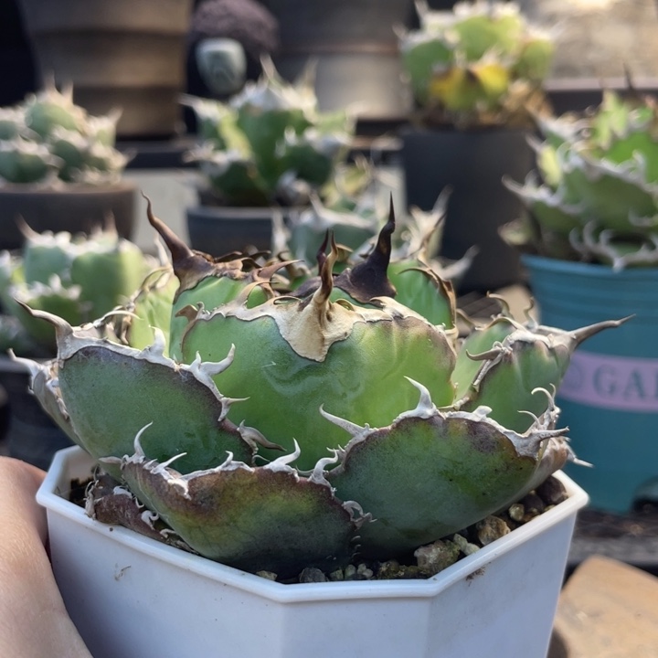 【闪购商品】灯养 正白