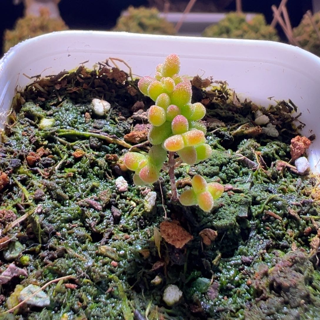 531黄金莱斯一物一拍带盆土发货