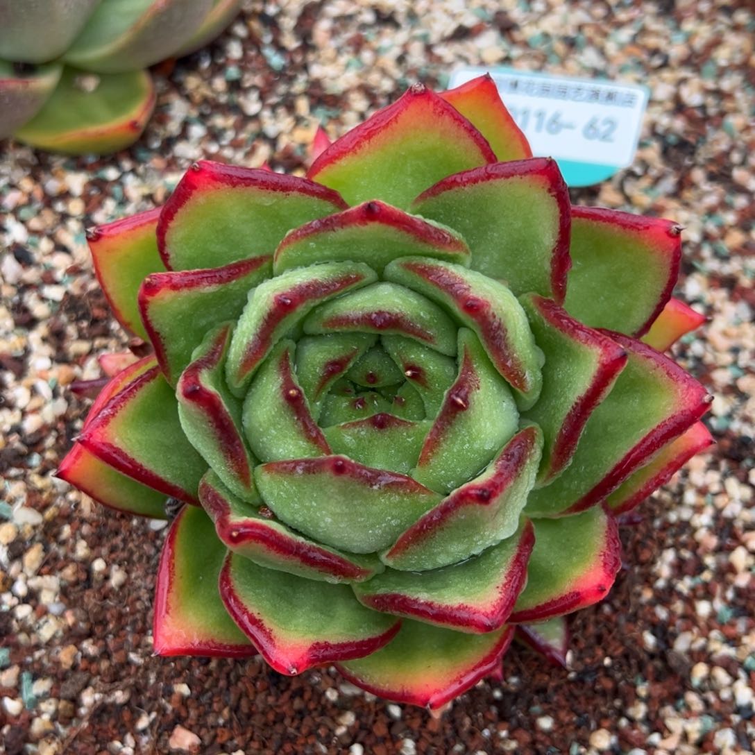 从前慢多肉精选编号0116.62