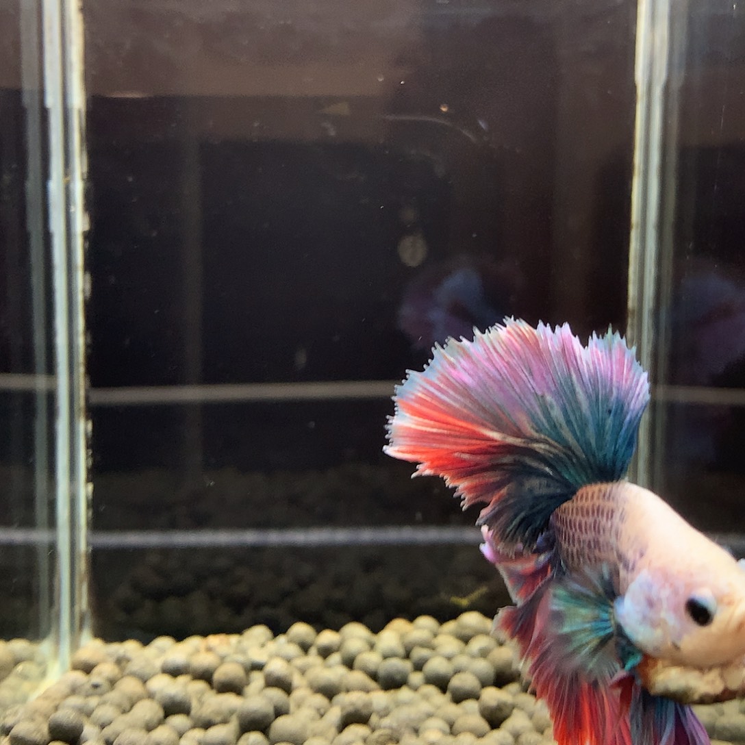 斗鱼七弟泰国斗鱼23