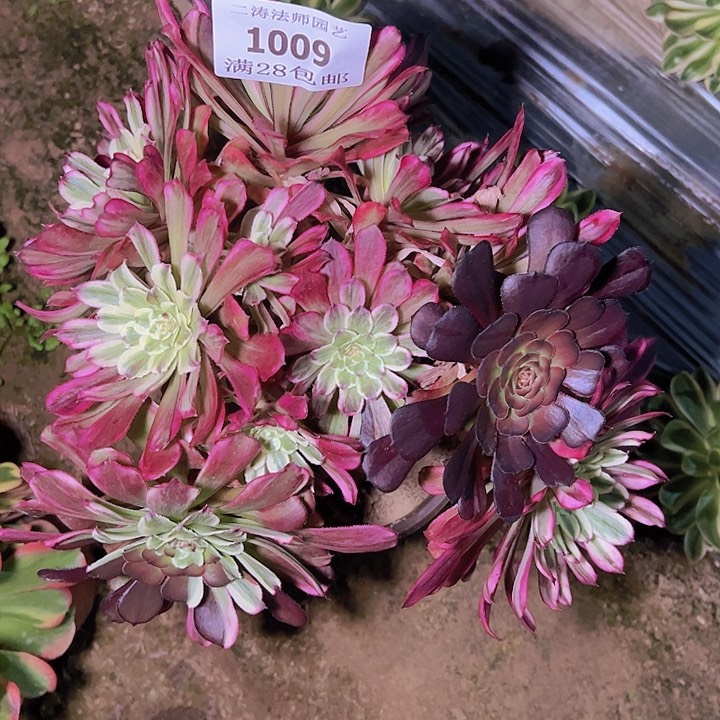 1009水彩画多肉老桩