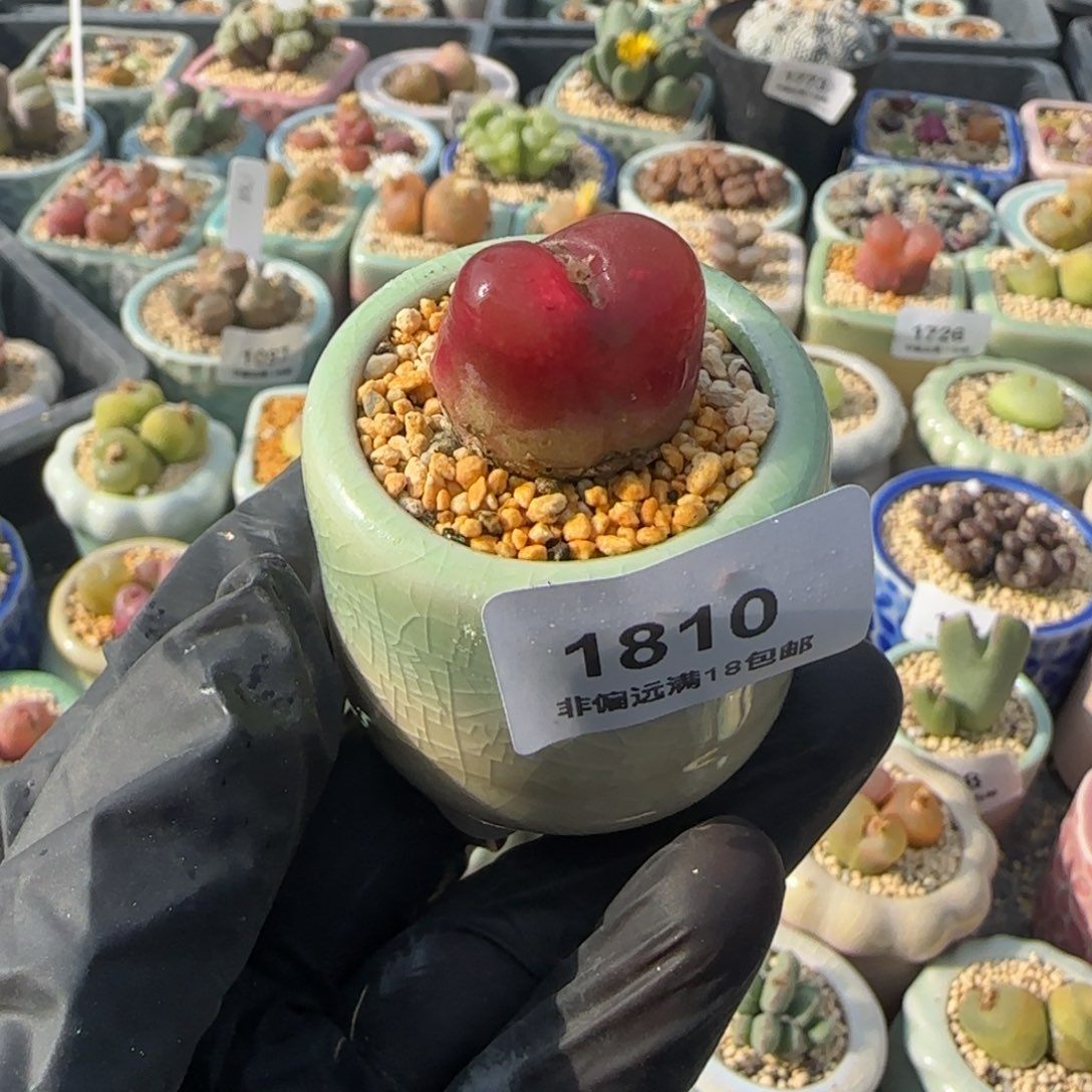 1810--一物一拍 带盆