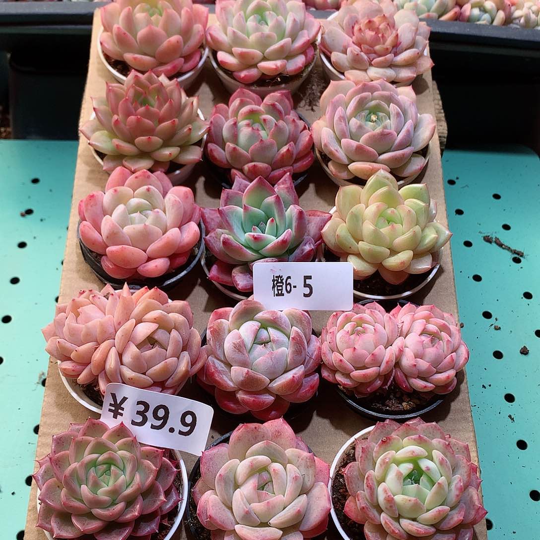 6-5一物一拍带盆18颗