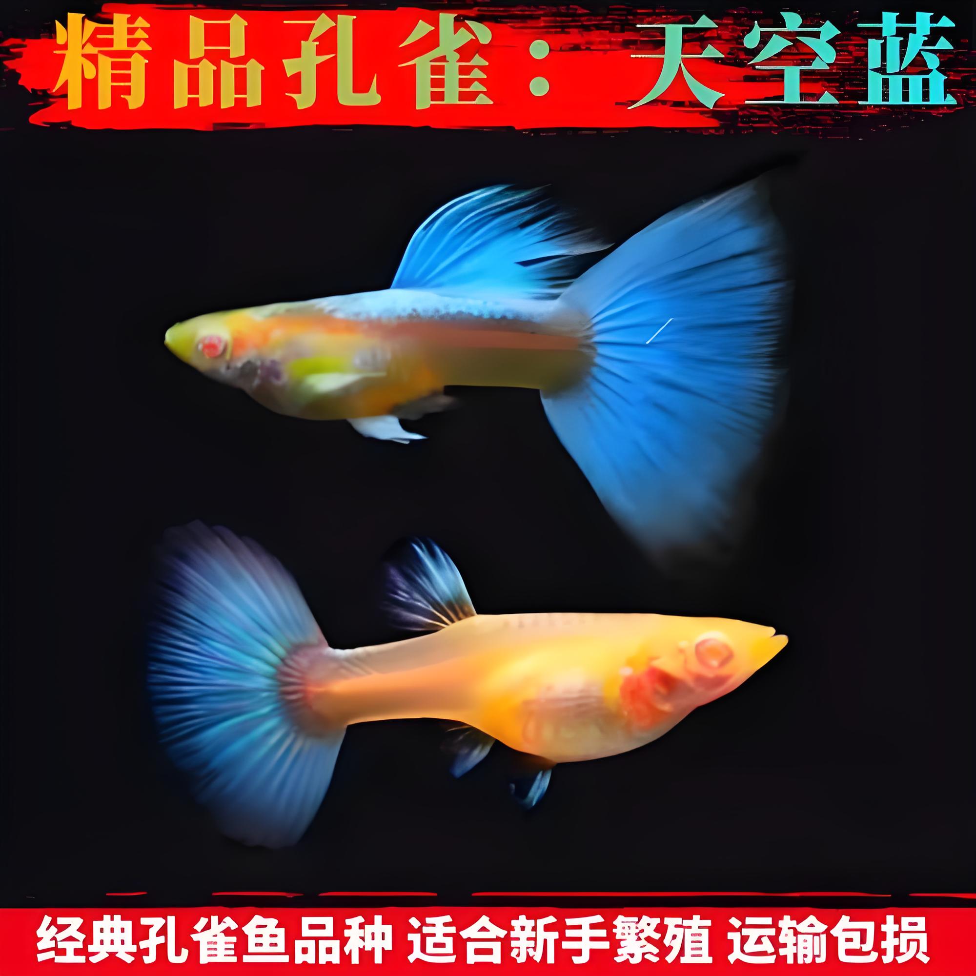 『天空蓝蓝白』精品孔雀鱼 需黑背景 开箱视频报损 入缸后不包