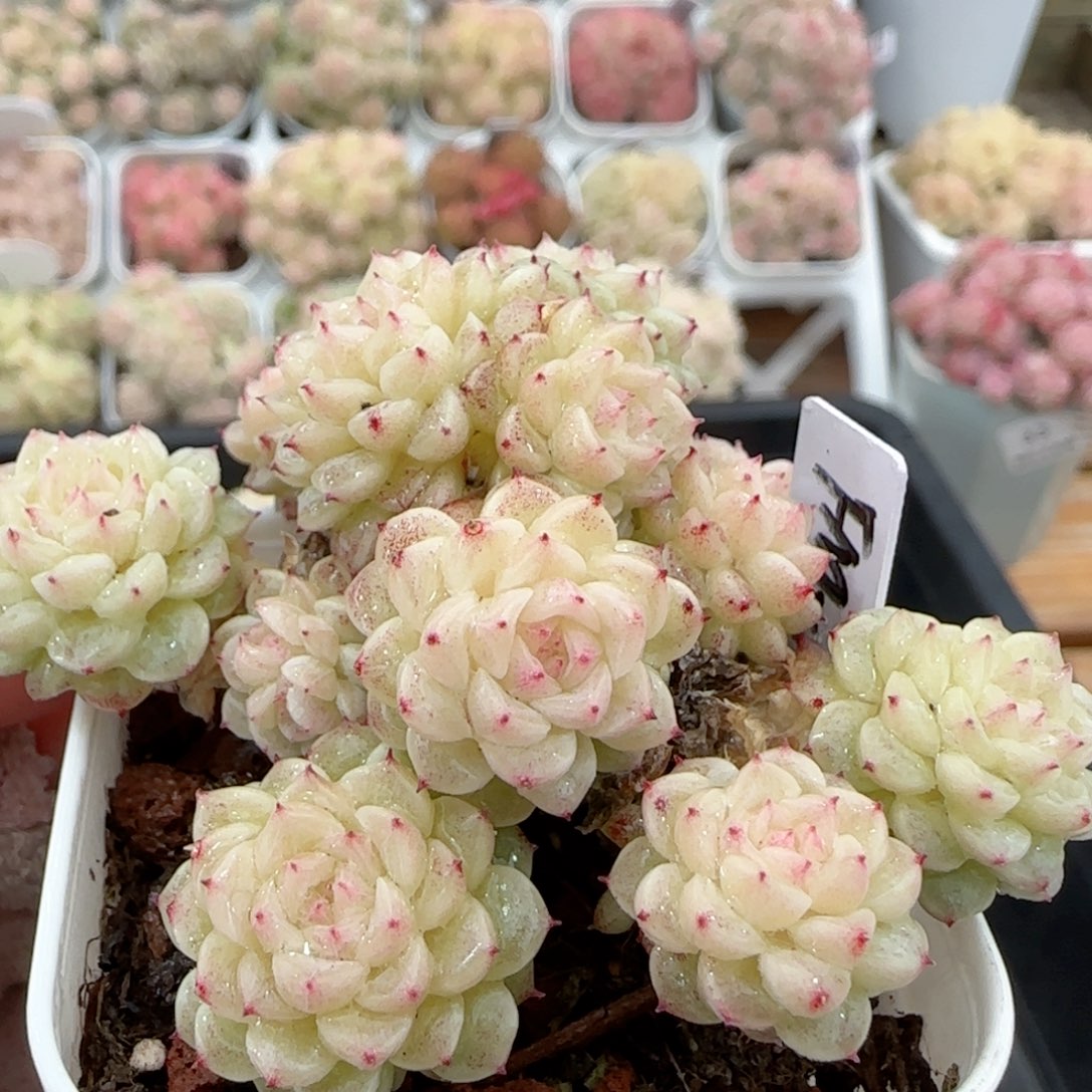 【闪购商品】0126-51（fm-19）