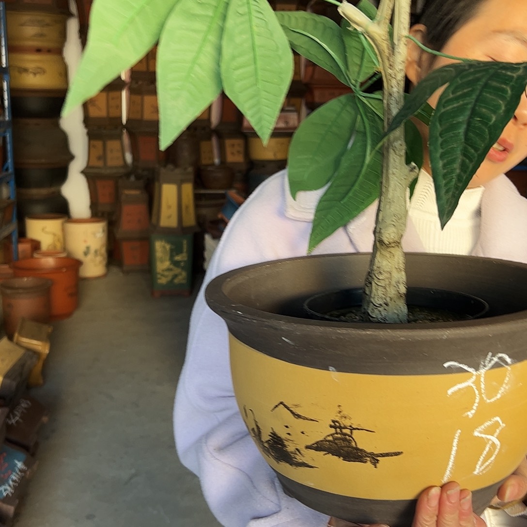 003花盆花盆花盆花盆花盆花盆