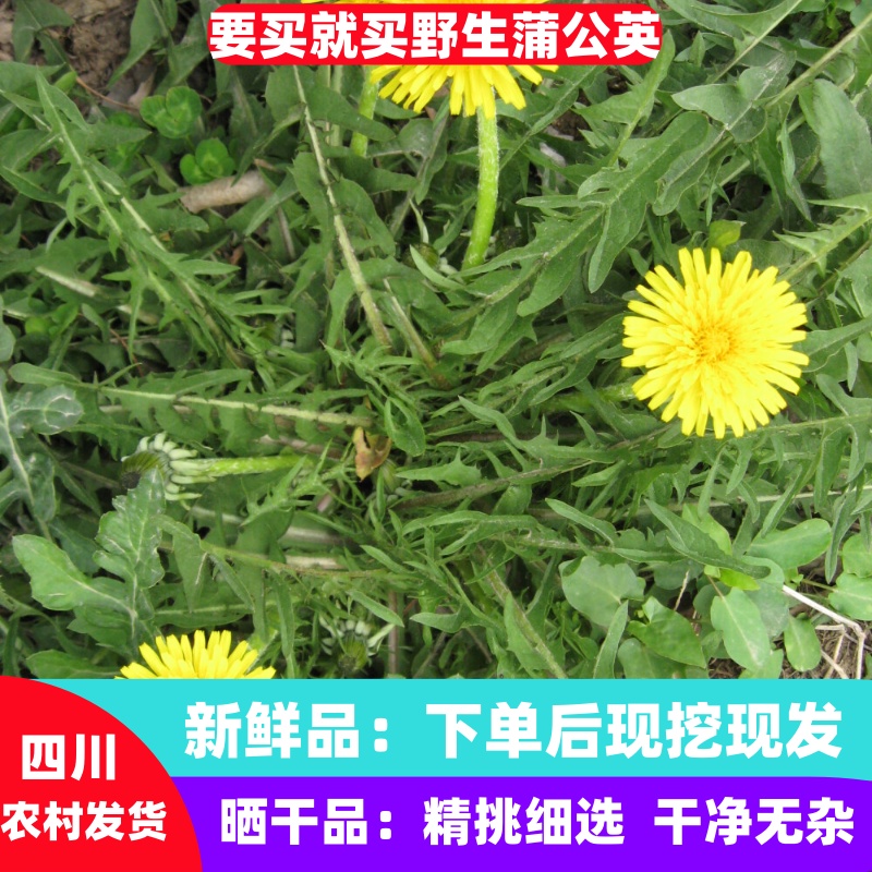 新鲜蒲公英野生蒲公英干蒲公英婆婆丁泡水