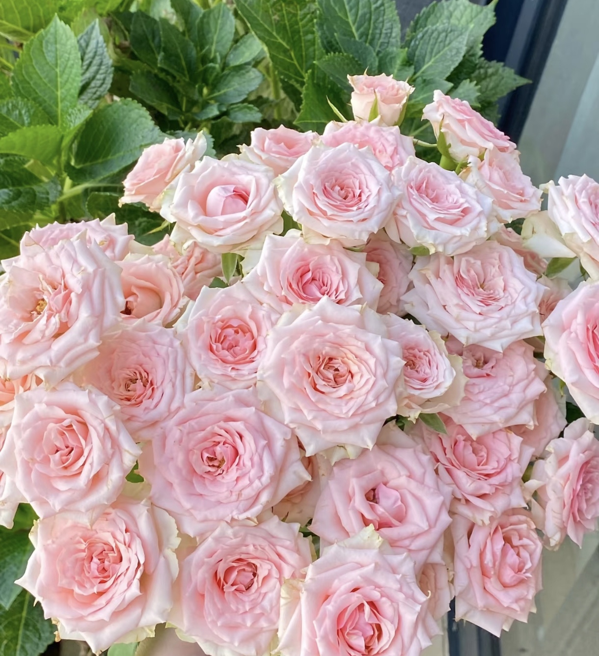 粉色泡泡星悦宝贝玫瑰10支云南基地直发室内水养鲜花