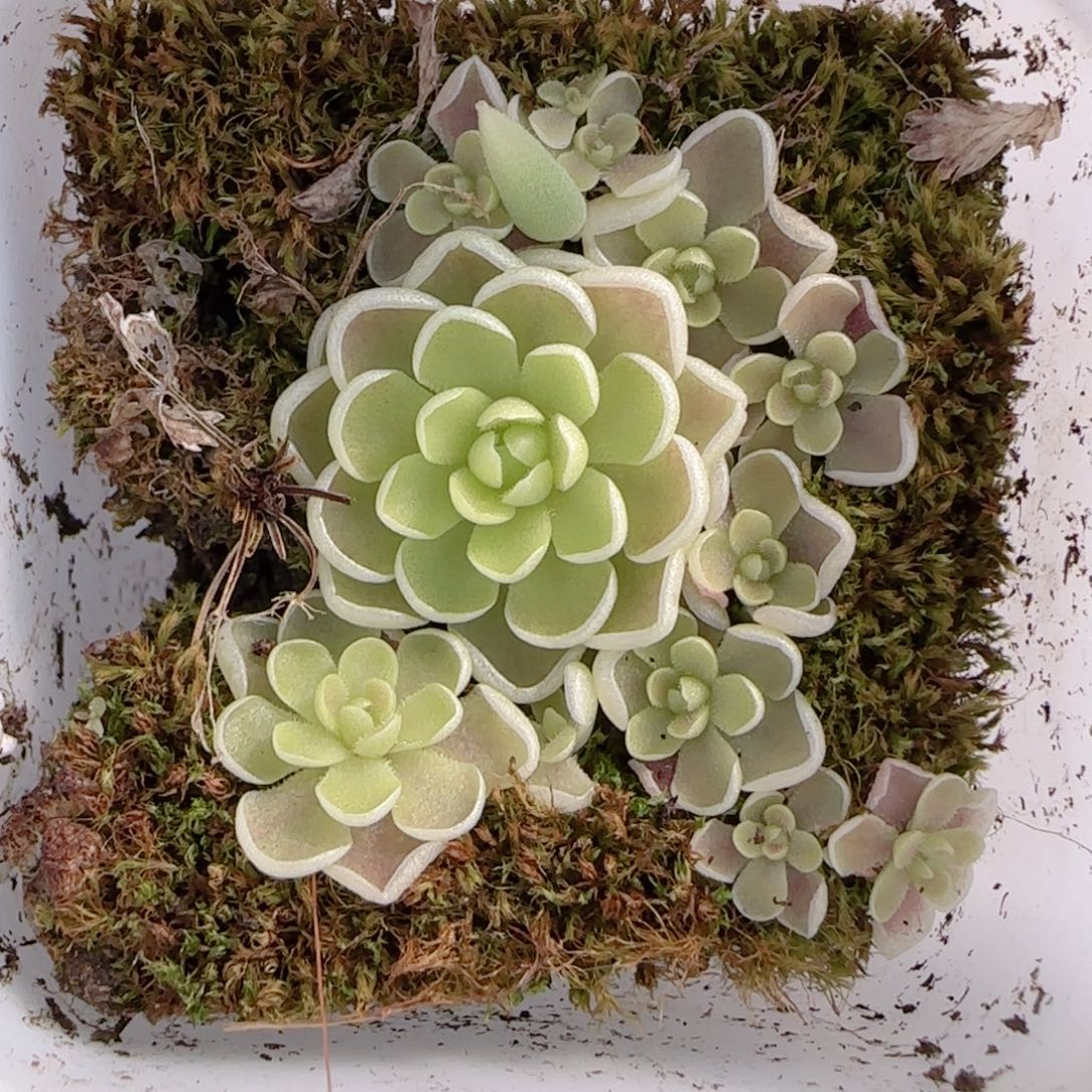 花语多肉1212-281爱丽丝