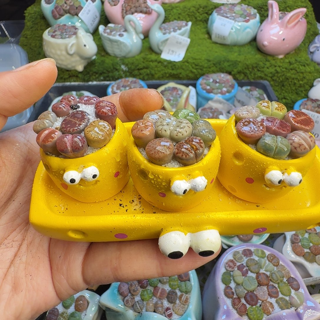 珍***钰多肉植物福利冲1392