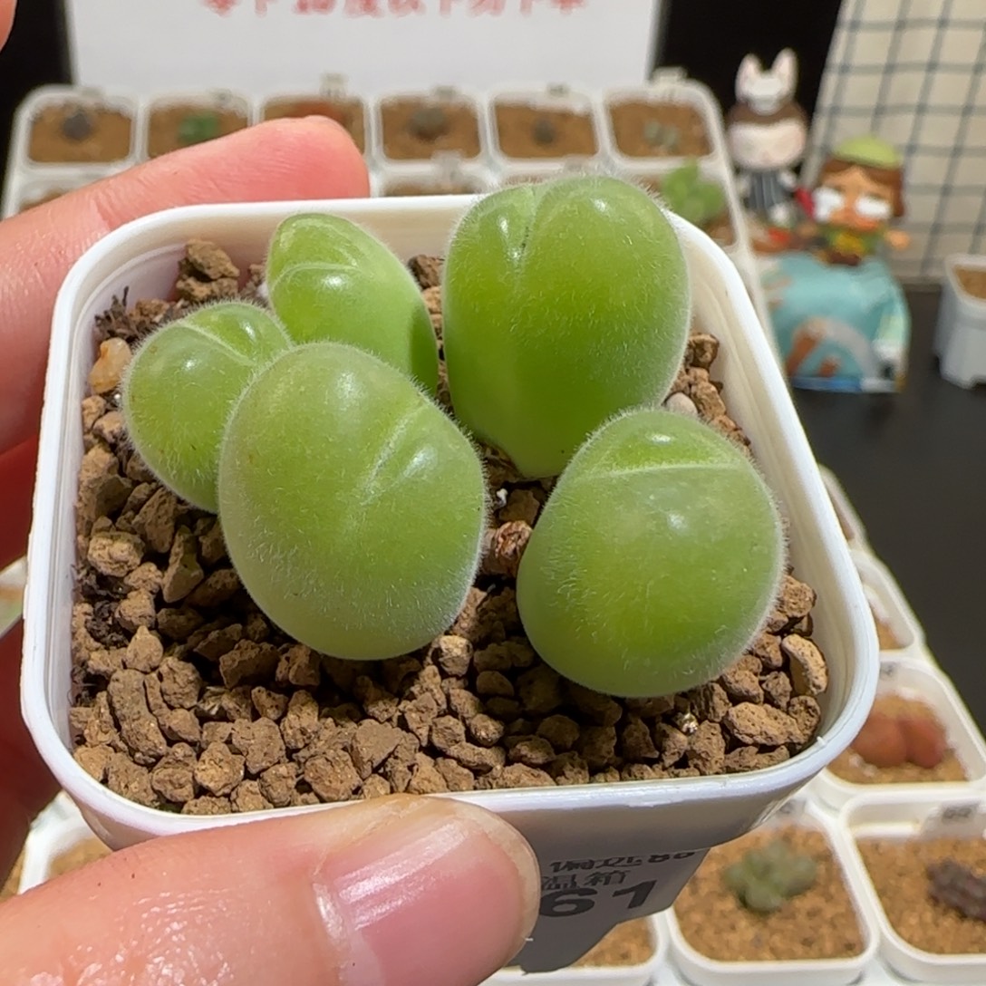 肉锥多肉植物组合-长毛翠滴1185