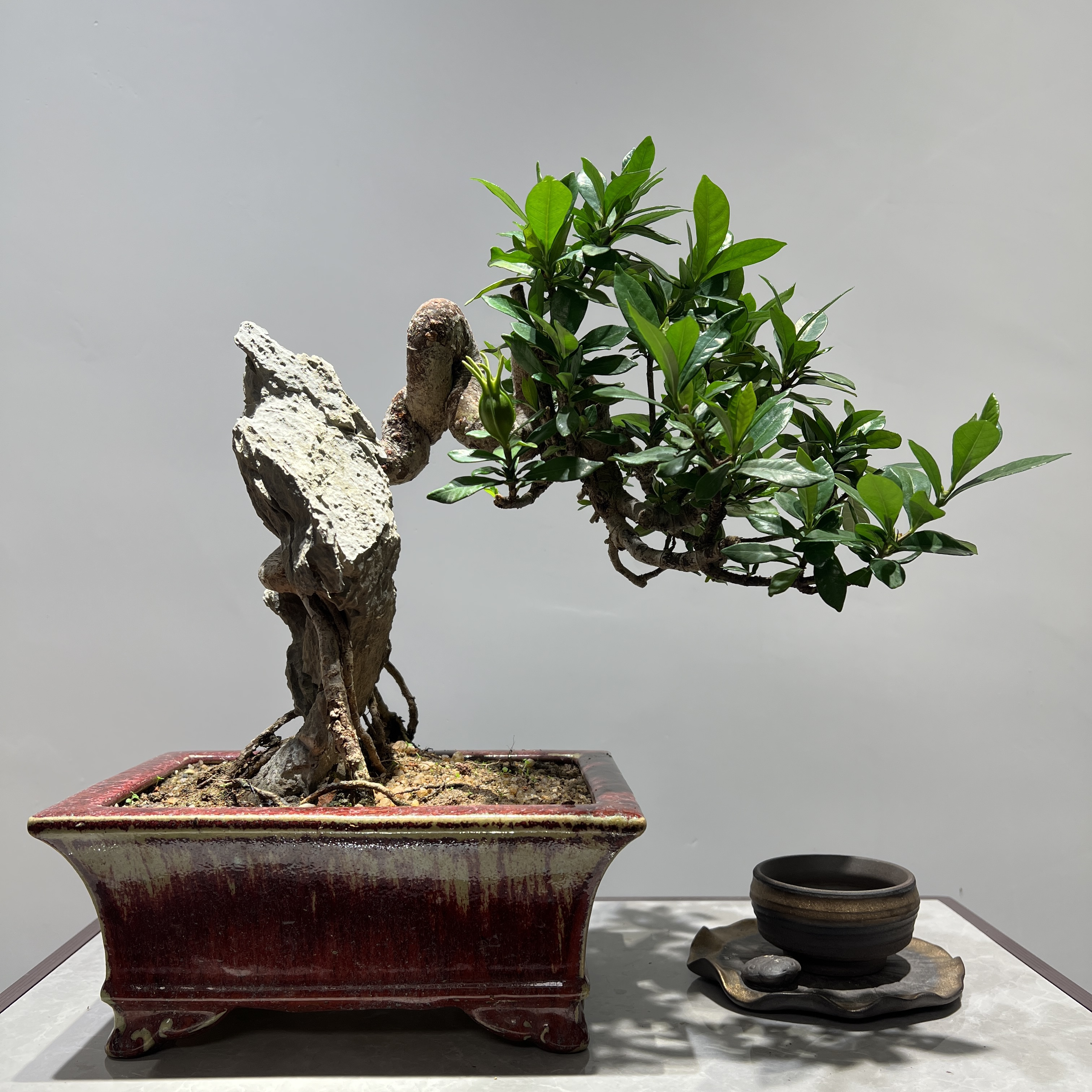 一寸法师栀子花 - 附石老根盘怪桩精品盆景
