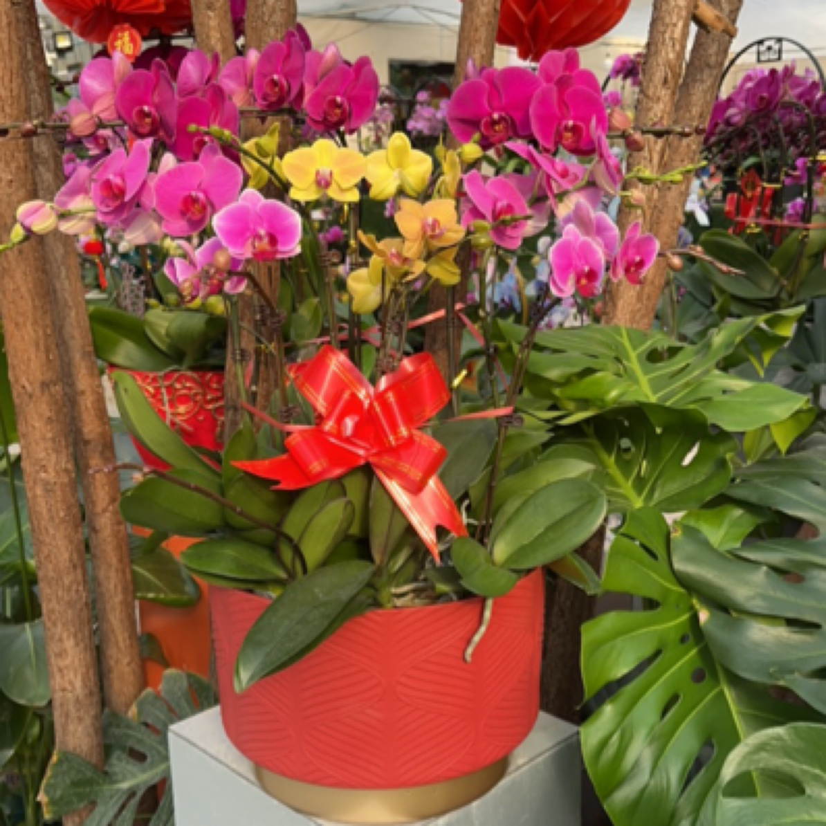 红盆全家福蝴蝶兰